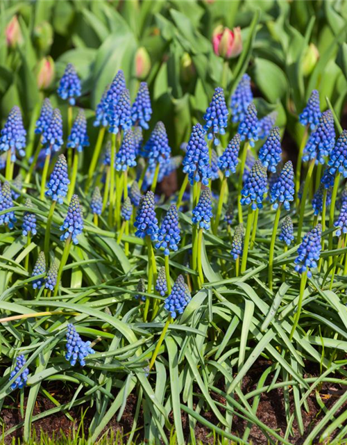 Muscari armeniacum