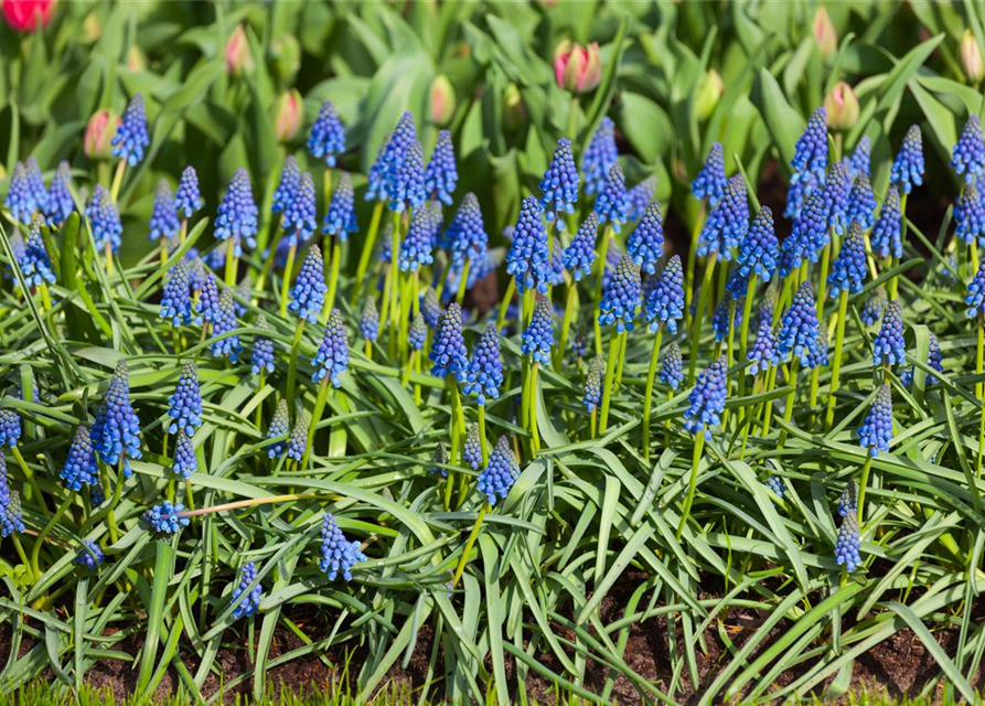 Muscari armeniacum