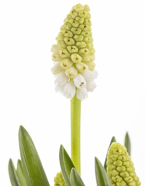 Muscari armeniacum