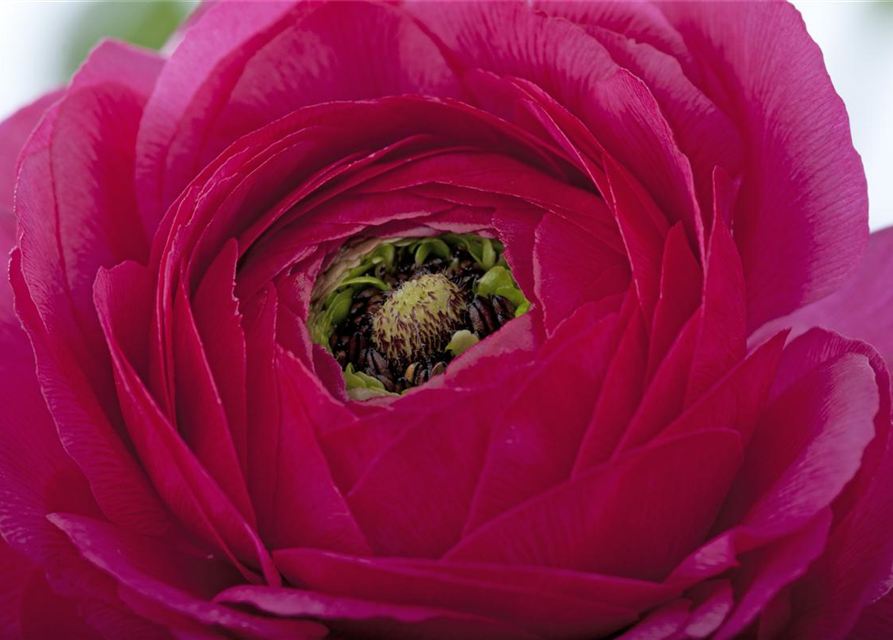 Ranunculus asiaticus