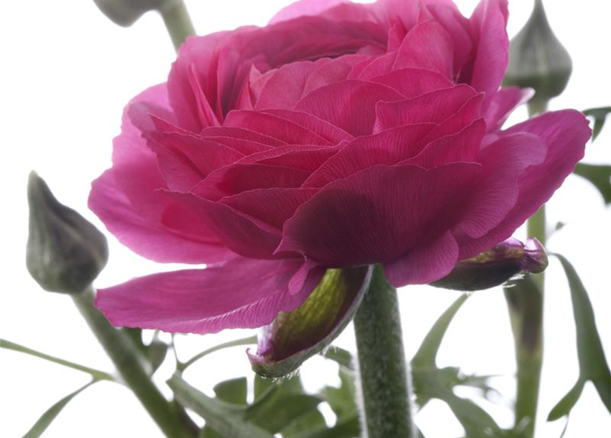 Ranunculus asiaticus