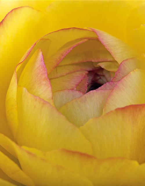 Ranunculus asiaticus