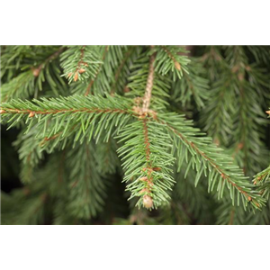 FICHTE ALS WEIHNACHTSBAUM