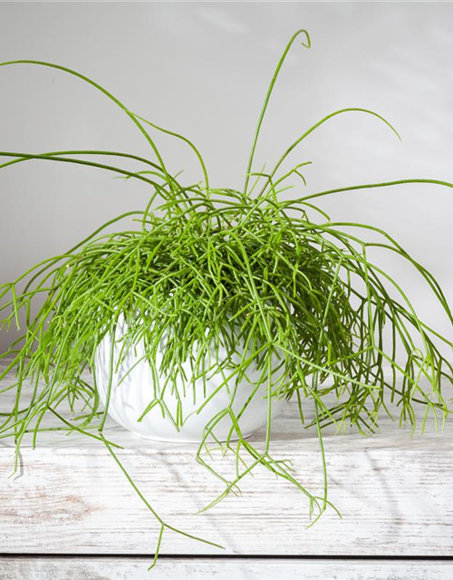 Rhipsalis baccifera