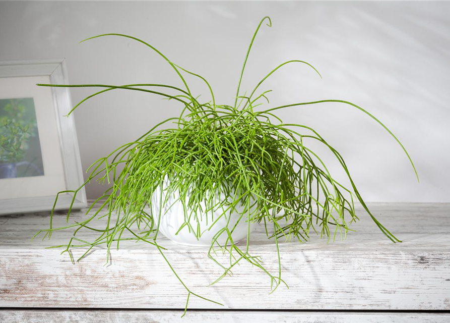 Rhipsalis baccifera