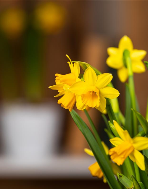 Narcissus pseudonarcissus