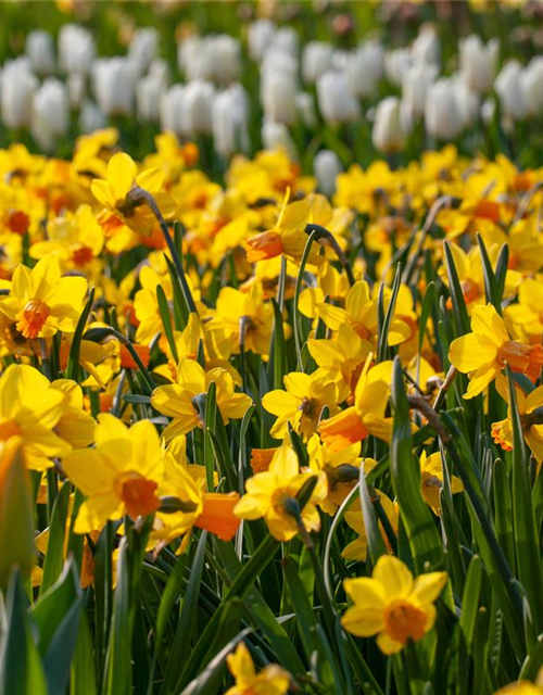 Narcissus pseudonarcissus