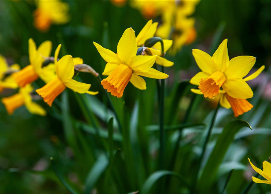 Narcissus pseudonarcissus