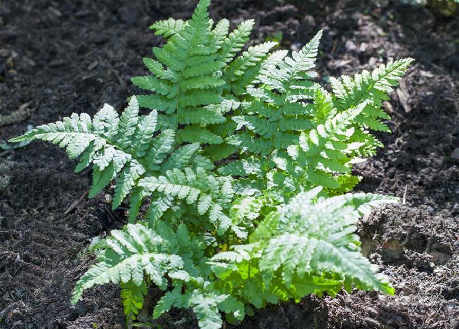 Polypodium vulgare