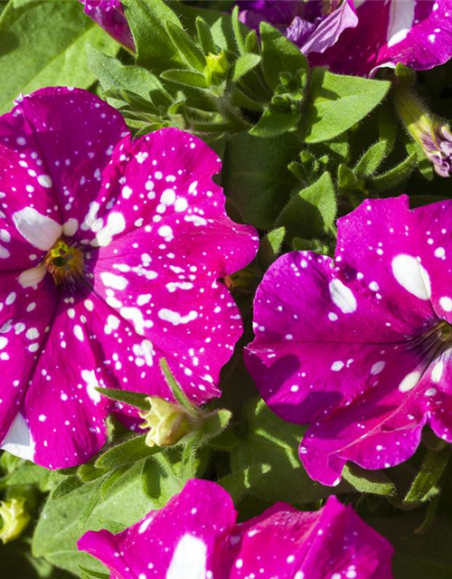 Petunia 'BabyDoll'®