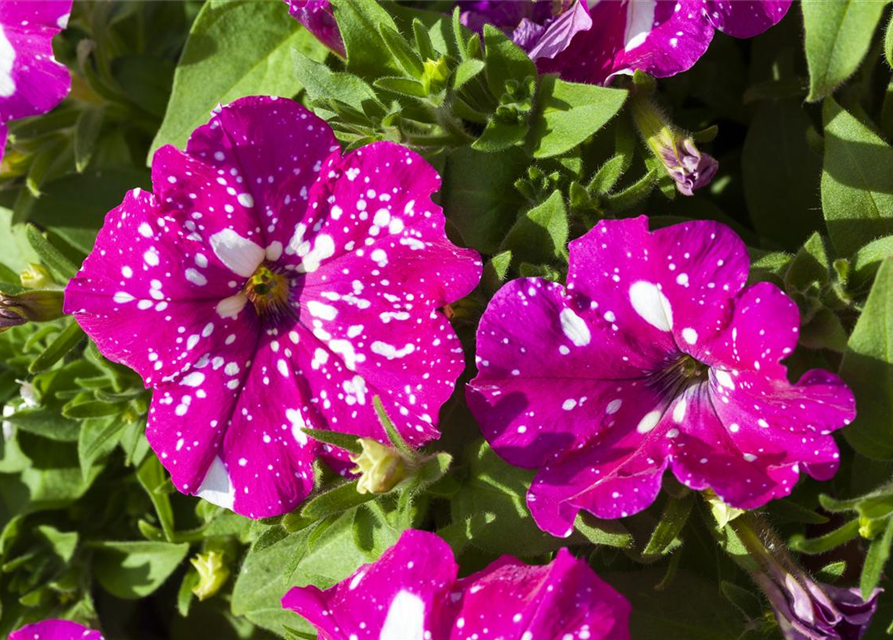 Petunia 'BabyDoll'®