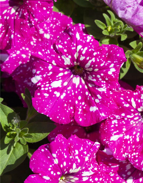 Petunia 'BabyDoll'®