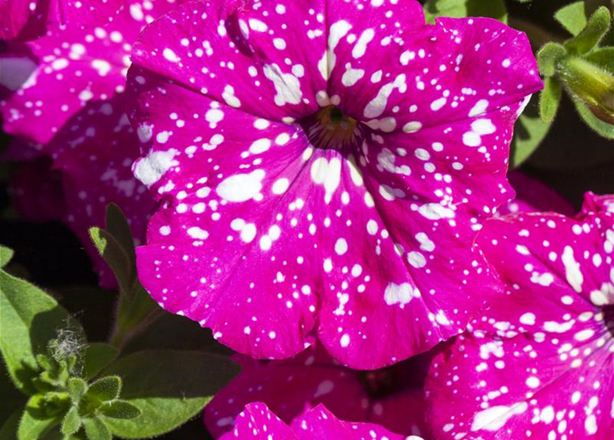 Petunia 'BabyDoll'®