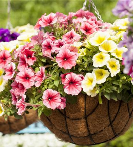 Petunia 'Potunia'®