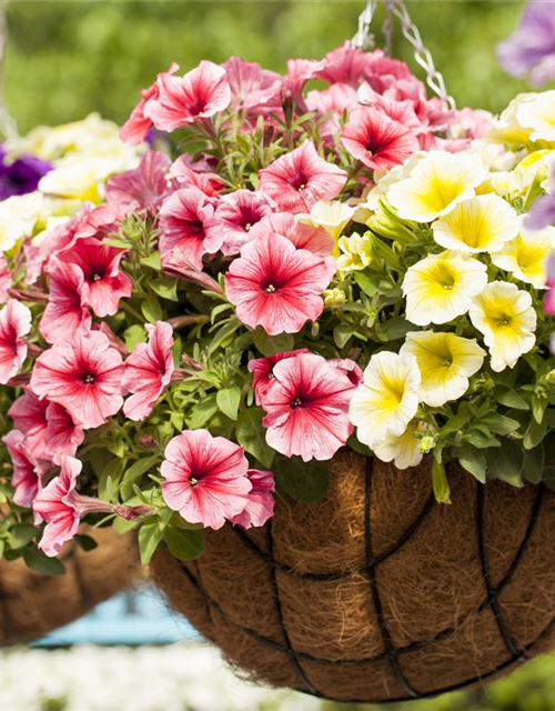 Petunia 'Potunia'®