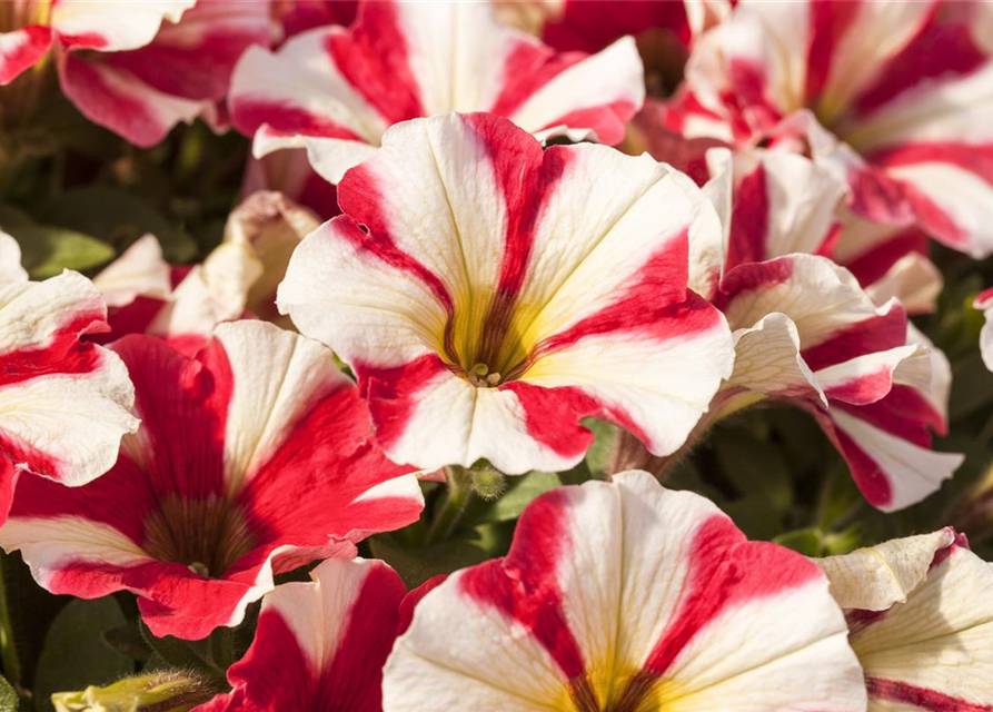 Petunia 'Potunia'®