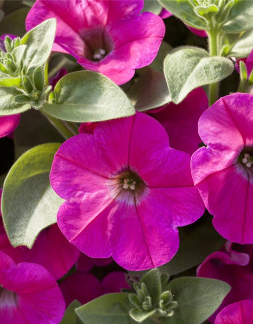 Petunia 'Potunia'®