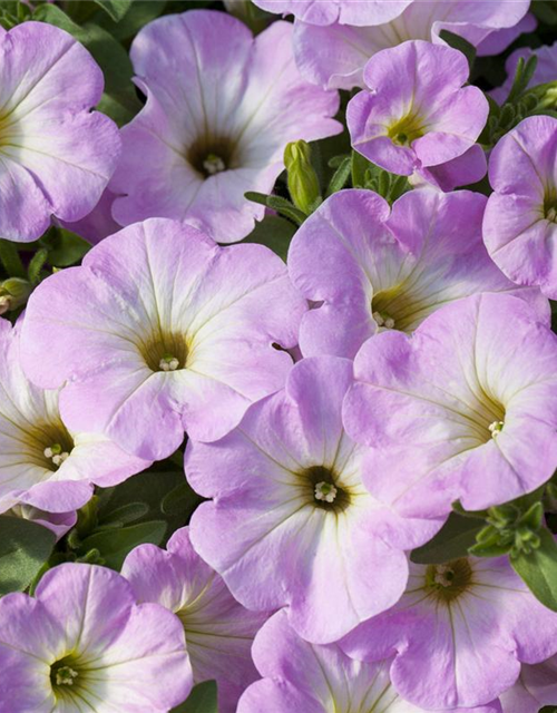 Petunia 'Potunia'®