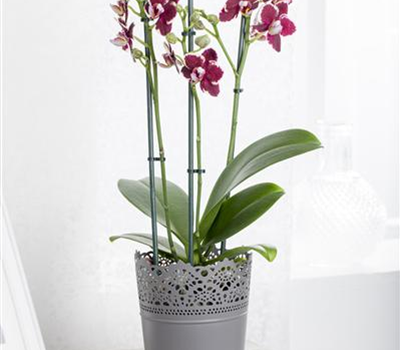 Phalaenopsis