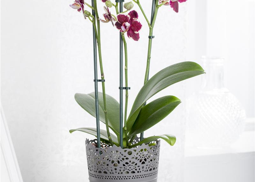 Phalaenopsis