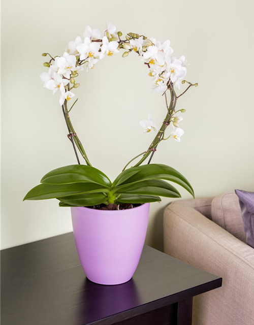 Phalaenopsis