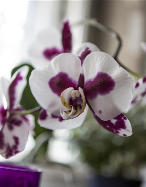 Phalaenopsis