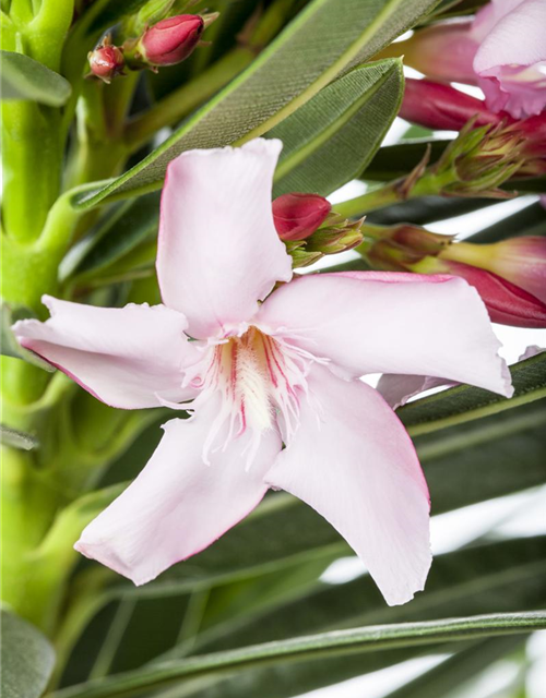 Nerium oleander