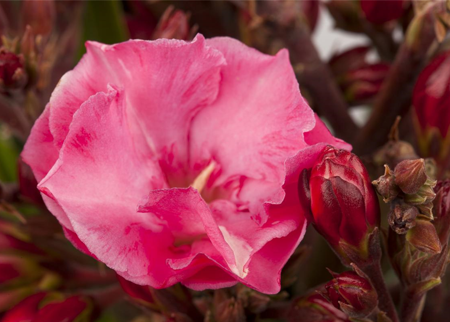 Nerium oleander, rosa