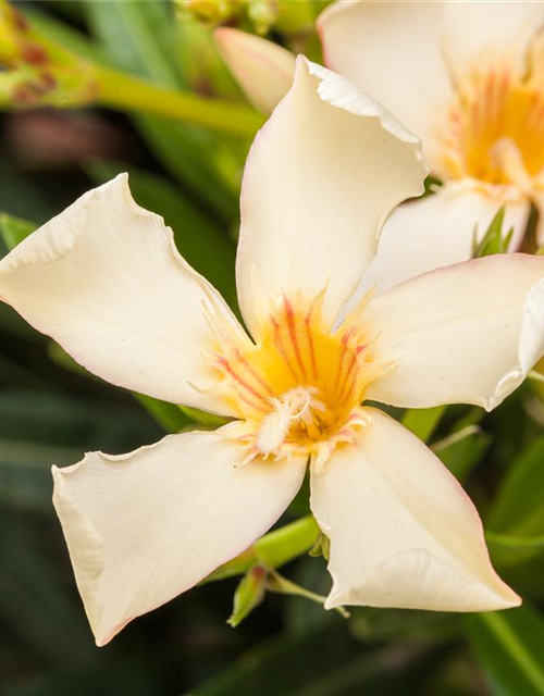 Nerium oleander