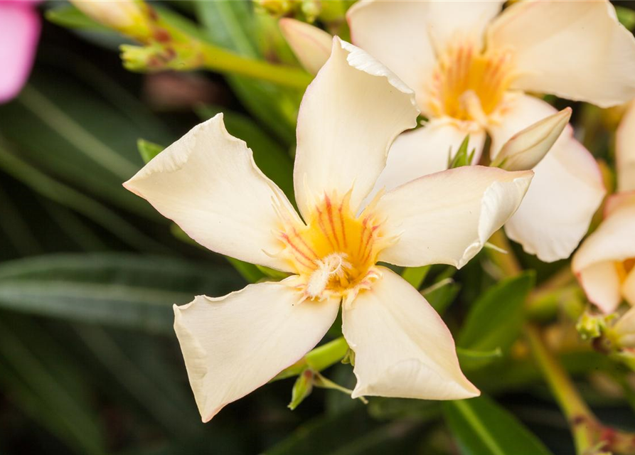 Nerium oleander