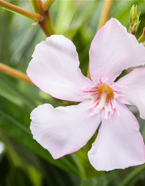 Nerium oleander