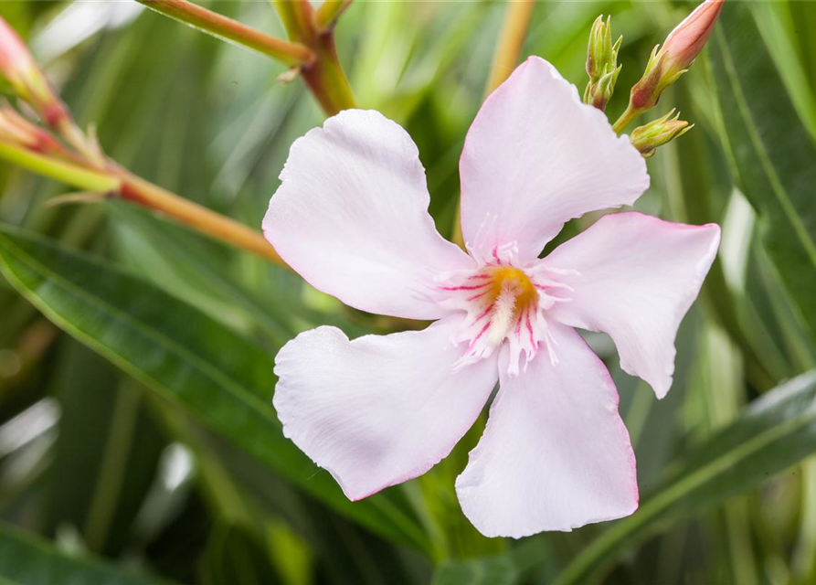 Nerium oleander