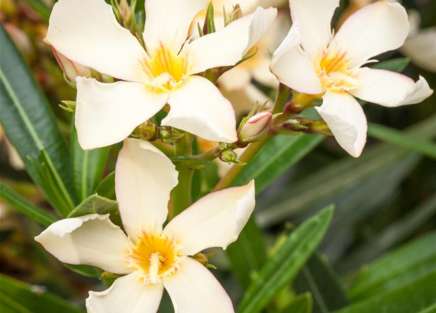 Nerium oleander