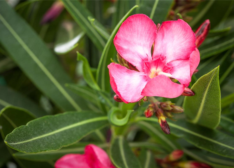 Nerium oleander