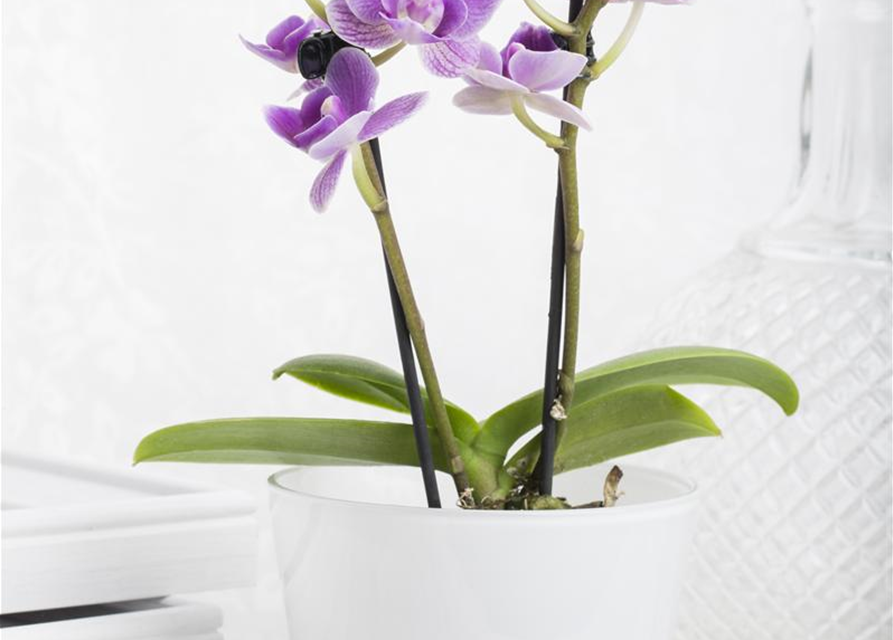 Phalaenopsis Mini