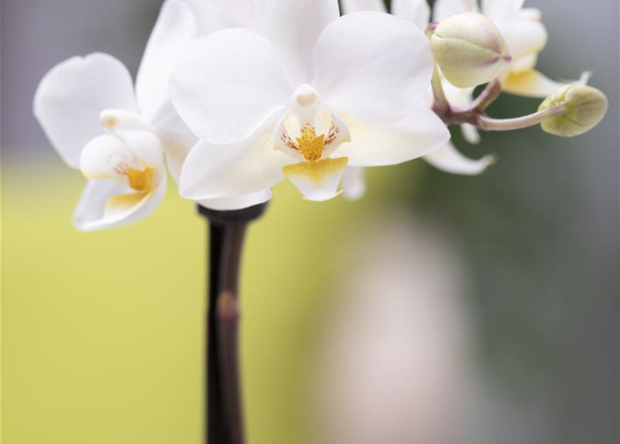 Phalaenopsis Mini