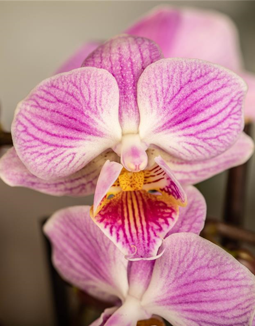 Phalaenopsis Mini