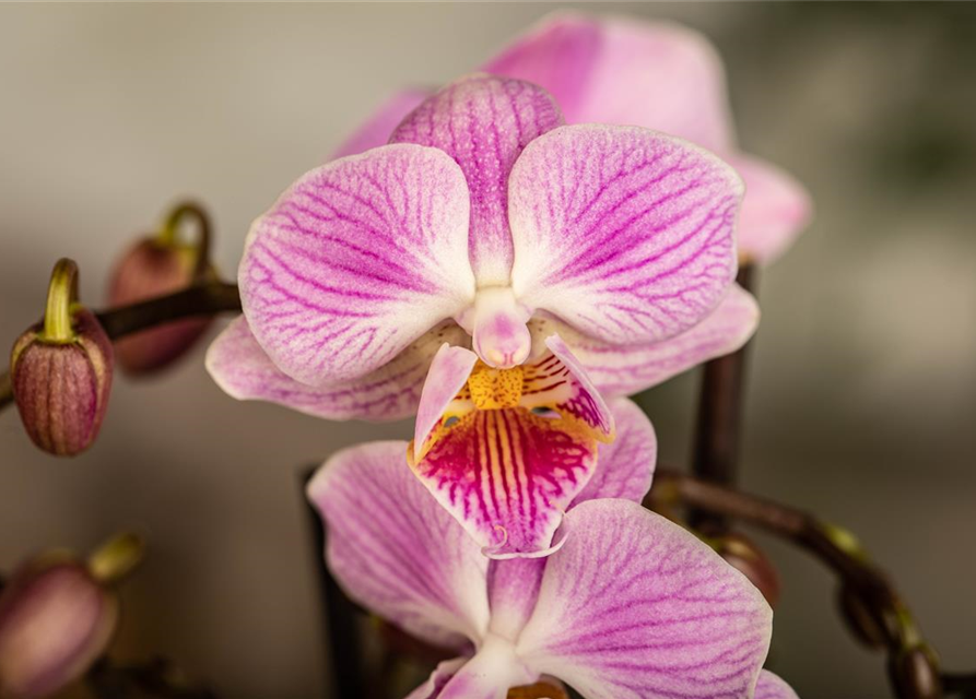 Phalaenopsis Mini