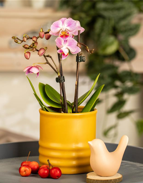 Phalaenopsis Mini