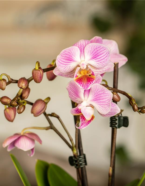 Phalaenopsis Mini