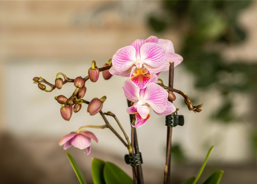 Phalaenopsis Mini