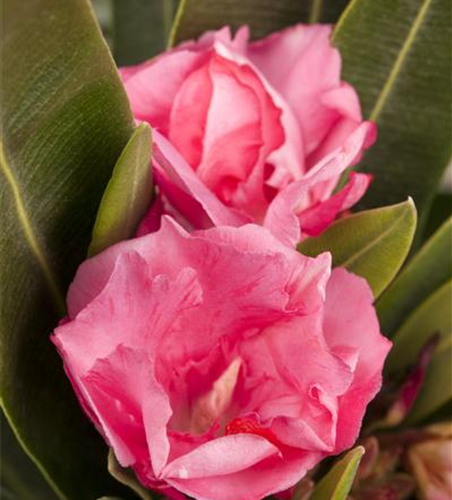 Nerium oleander, rosa