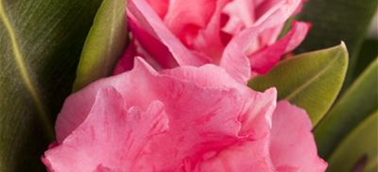 Nerium oleander, rosa