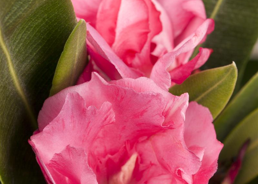 Nerium oleander, rosa