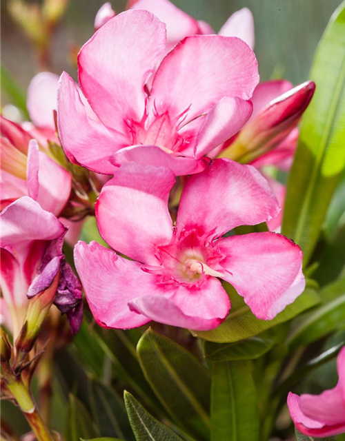 Nerium oleander, rosa