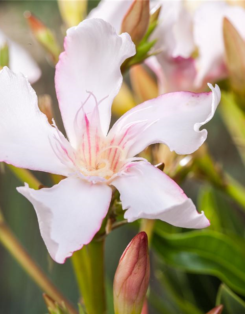 Nerium oleander, rosa