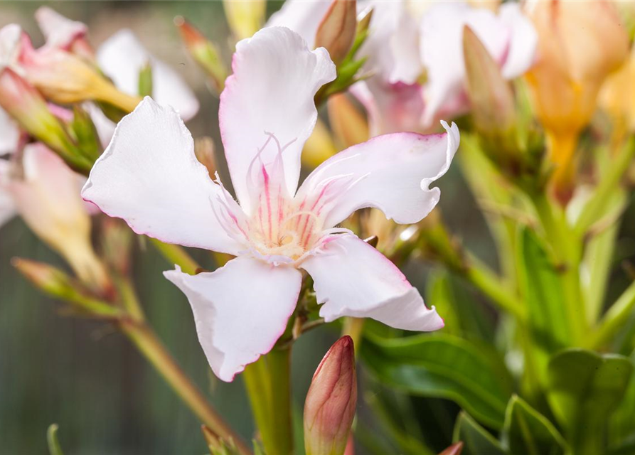 Nerium oleander, rosa