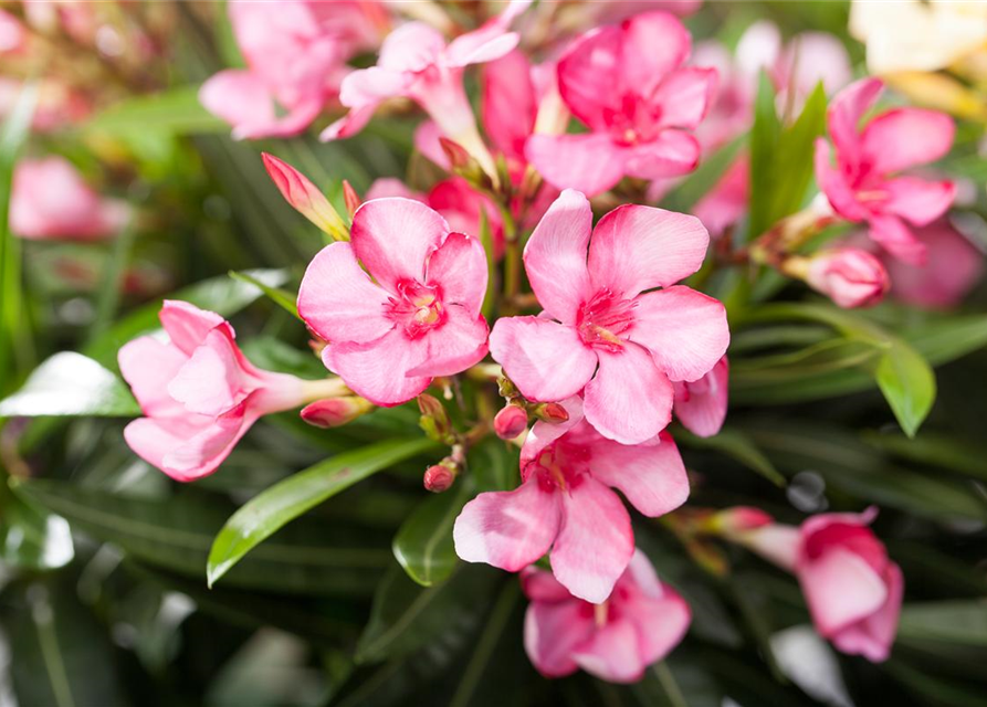 Nerium oleander, rosa