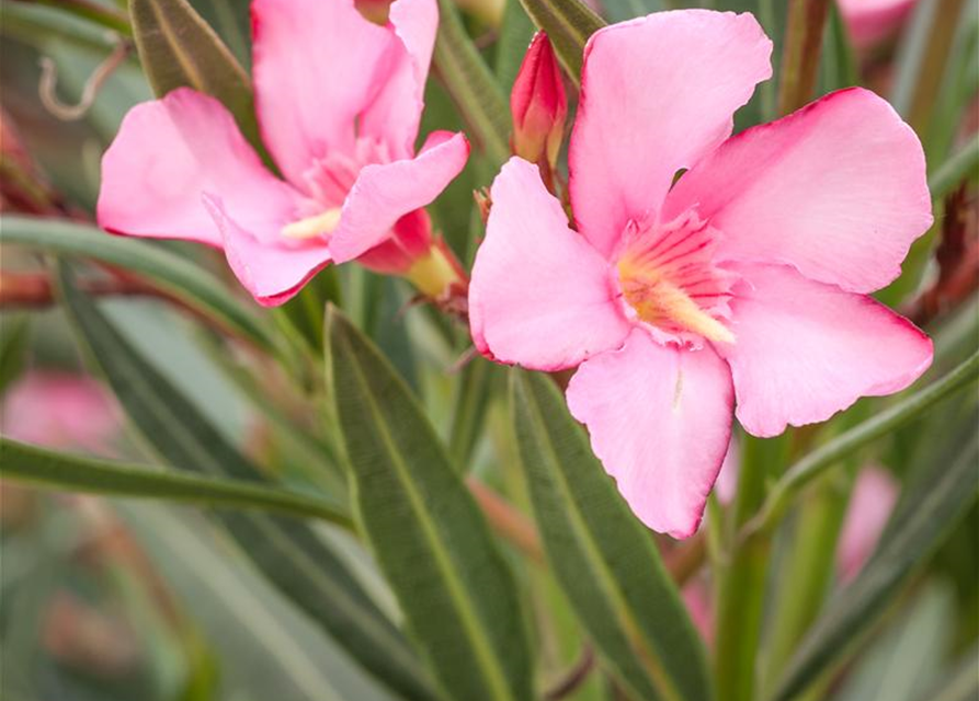 Nerium oleander, rosa