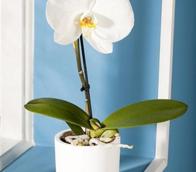 Phalaenopsis 'Singolo'®